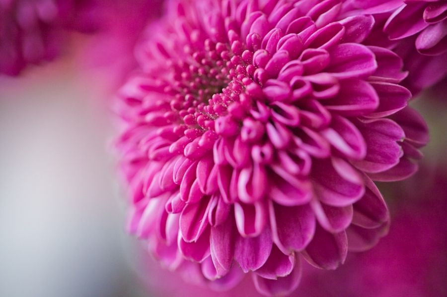 Northwest arkansas wedding flowers for august