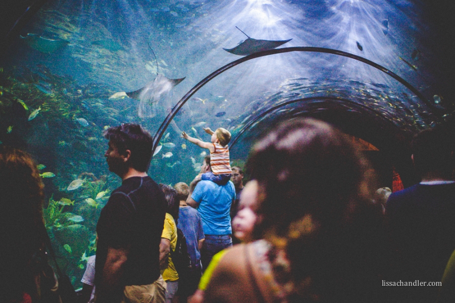 Fayetteville Arkansas Family Photographer Lissa Chandler Photography