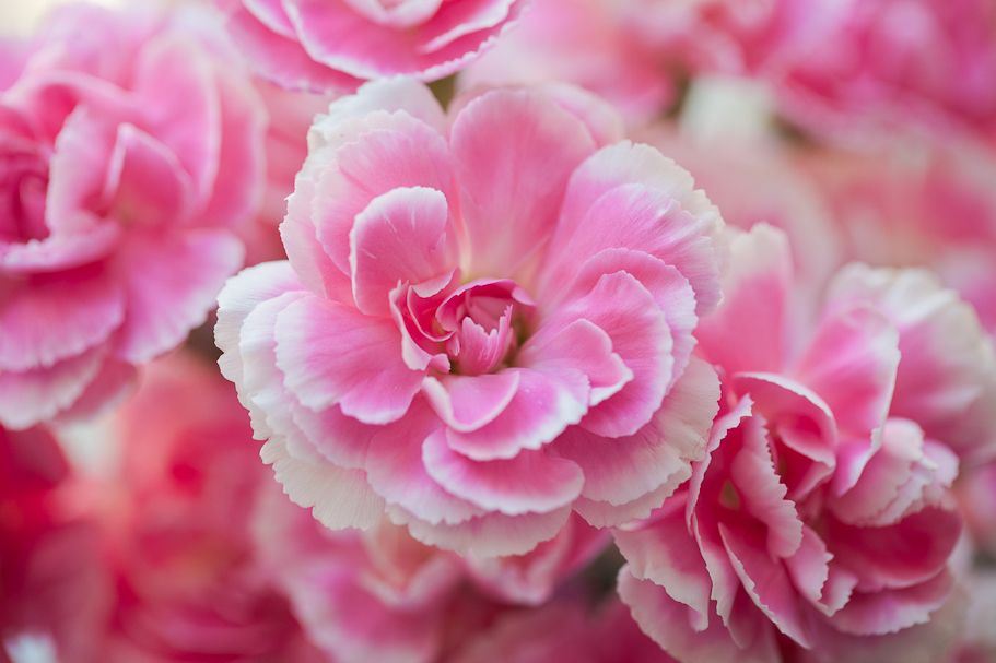 Fayetteville AR Portrait and Wedding Photographer