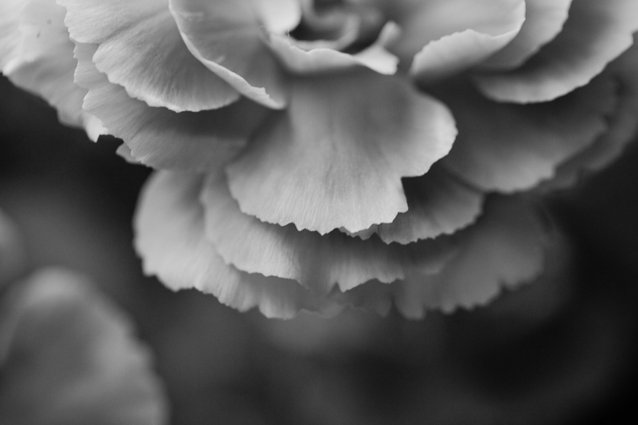 Fayetteville AR Portrait and Wedding Photographer