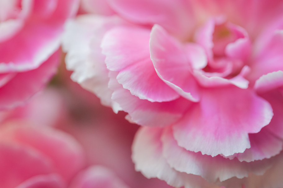 Fayetteville AR Portrait and Wedding Photographer