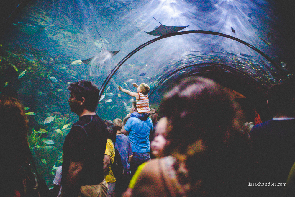 New Orleans Aquarium