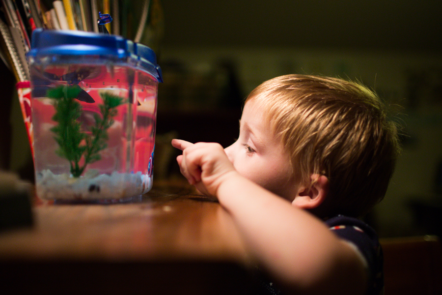 A Boy and His Fish