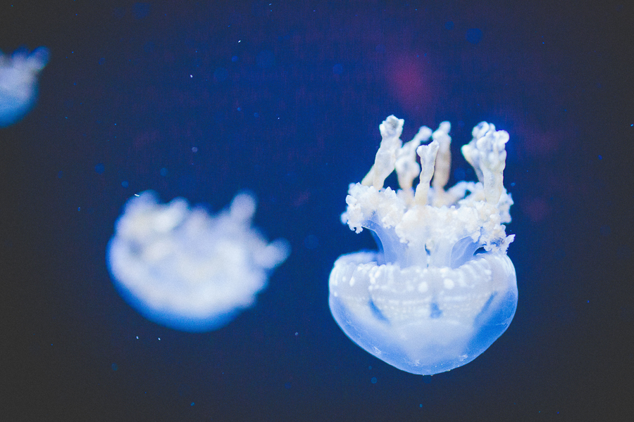 Fayetteville Arkansas Photographer | Senior Portrait, Family, Newborn and Wedding Photographer in Northwest Arkansas-21-2