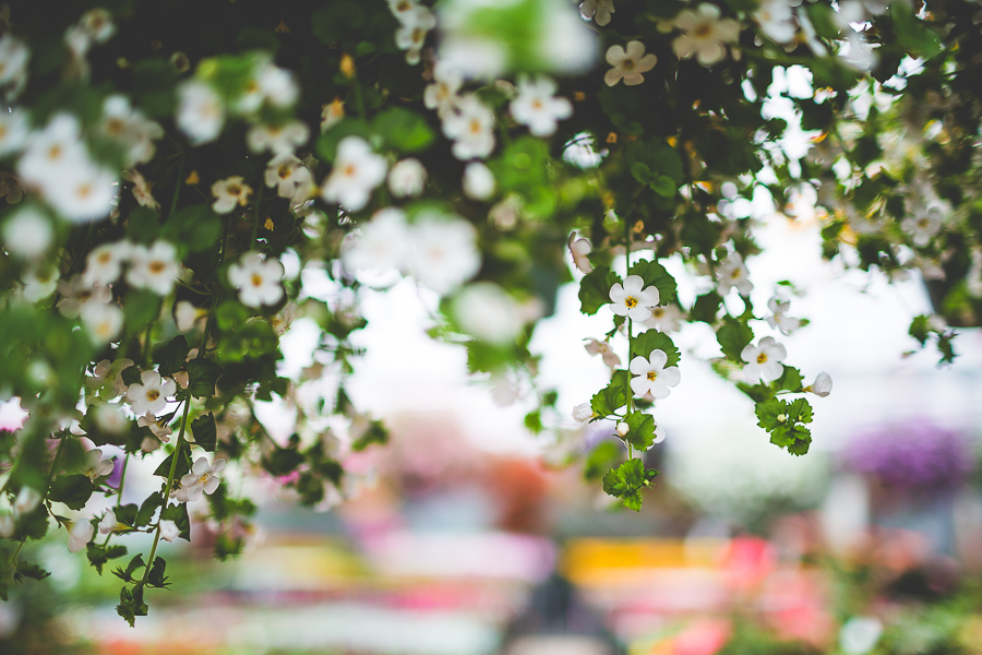 Bridal Portraits in a Greenhouse | Fayetteville Arkansas Wedding Photographer in Arkansas - lissachandler.com