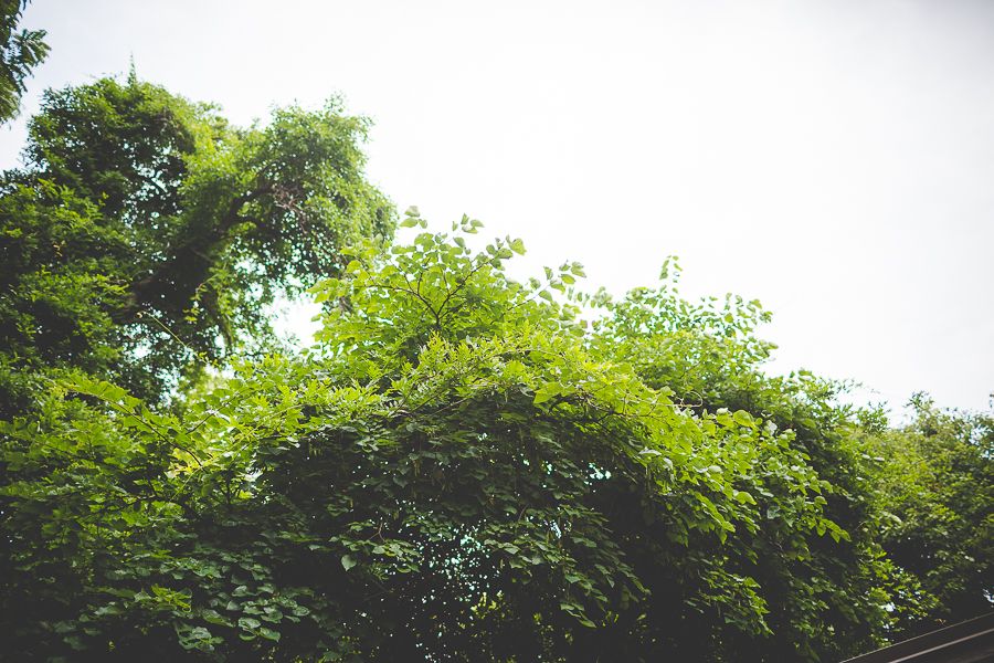 Lissa Chandler - Northwest Arkansas Photographer in Fayetteville - lissachandler.com