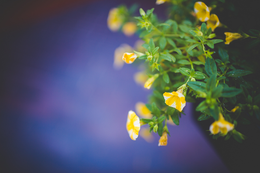 Family Photographer in Northwest Arkansas - Fayetteville Family Photographer-8 Lifestyle Family Photographer in Fayetteville AR, NWA Family Photographer, © Lissa Chandler , lissachandler.com