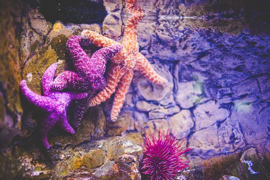 Northwest Arkansas Photographer in Bentonville, Arkansas Wedding and Senior Portrait Photographer, lissachandler.com , Loveland Aquarium