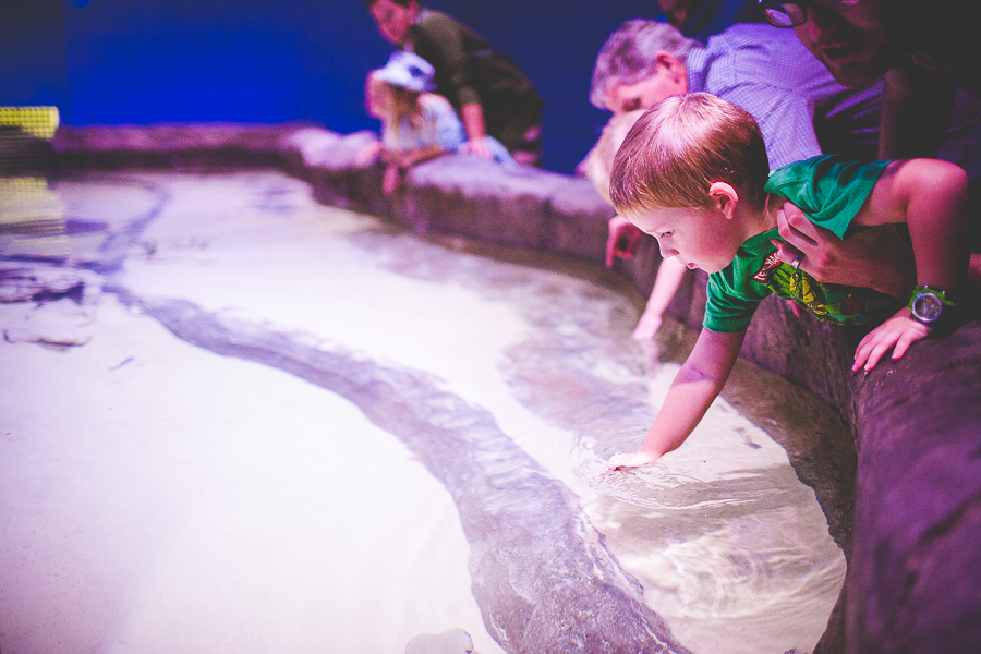 Northwest Arkansas Photographer in Bentonville, Arkansas Wedding and Senior Portrait Photographer, lissachandler.com , Loveland Aquarium