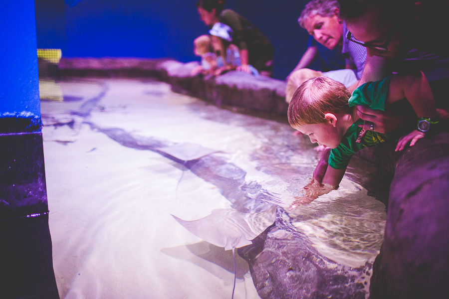 Northwest Arkansas Photographer in Bentonville, Arkansas Wedding and Senior Portrait Photographer, lissachandler.com , Loveland Aquarium