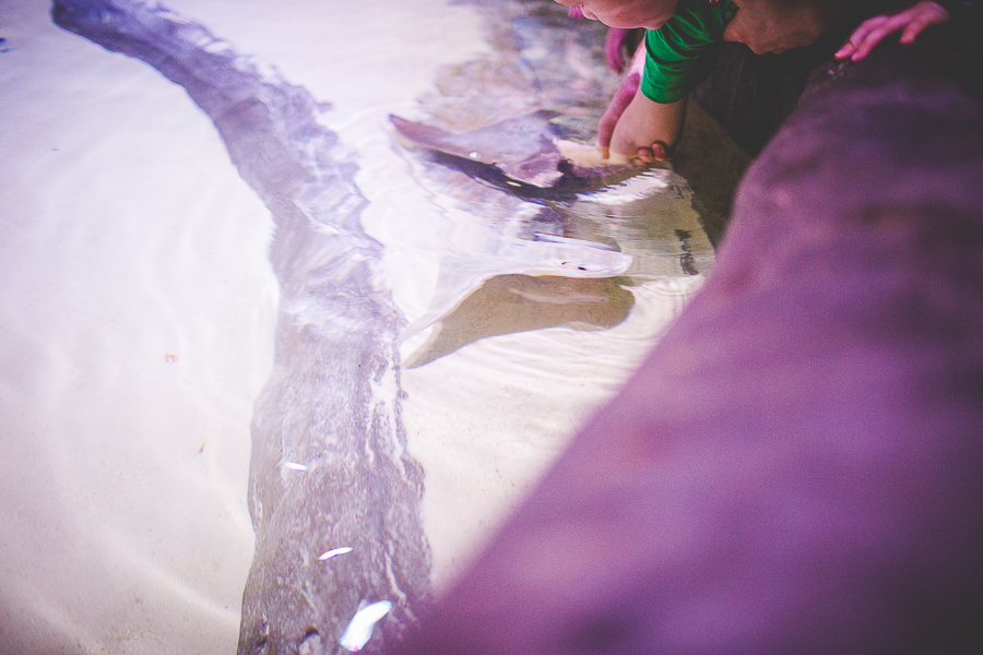 Northwest Arkansas Photographer in Bentonville, Arkansas Wedding and Senior Portrait Photographer, lissachandler.com , Loveland Aquarium