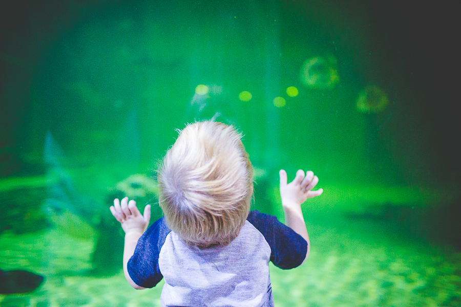 Northwest Arkansas Photographer in Bentonville, Arkansas Wedding and Senior Portrait Photographer, lissachandler.com , Loveland Aquarium