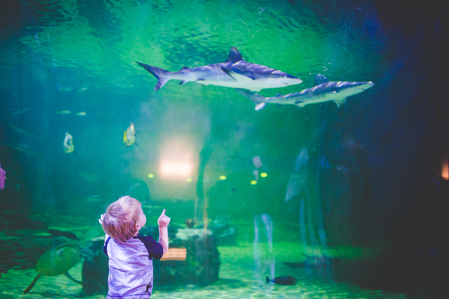 Northwest Arkansas Photographer in Bentonville, Arkansas Wedding and Senior Portrait Photographer, lissachandler.com , Loveland Aquarium