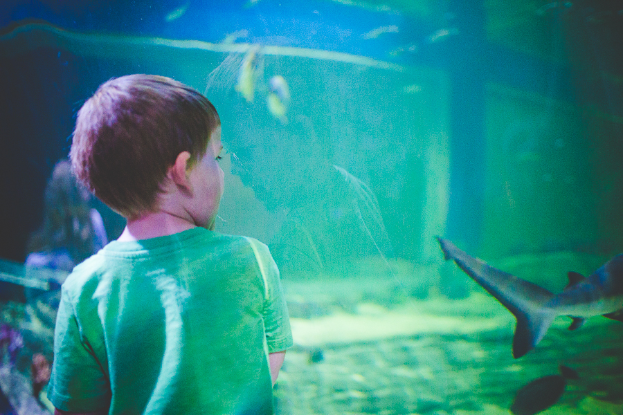 Northwest Arkansas Photographer in Bentonville, Arkansas Wedding and Senior Portrait Photographer, lissachandler.com , Loveland Aquarium