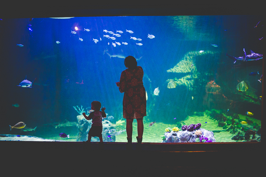 Northwest Arkansas Photographer in Bentonville, Arkansas Wedding and Senior Portrait Photographer, lissachandler.com , Loveland Aquarium