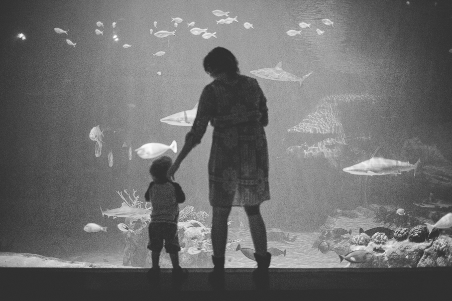 Northwest Arkansas Photographer in Bentonville, Arkansas Wedding and Senior Portrait Photographer, lissachandler.com , Loveland Aquarium