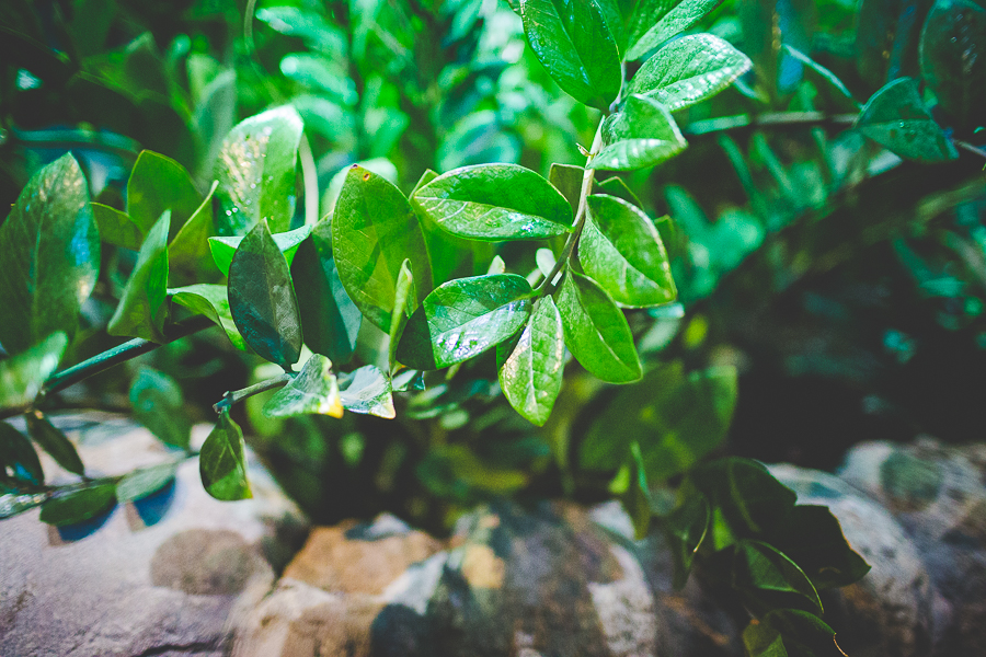 Northwest Arkansas Photographer in Bentonville, Arkansas Wedding and Senior Portrait Photographer, lissachandler.com , Loveland Aquarium