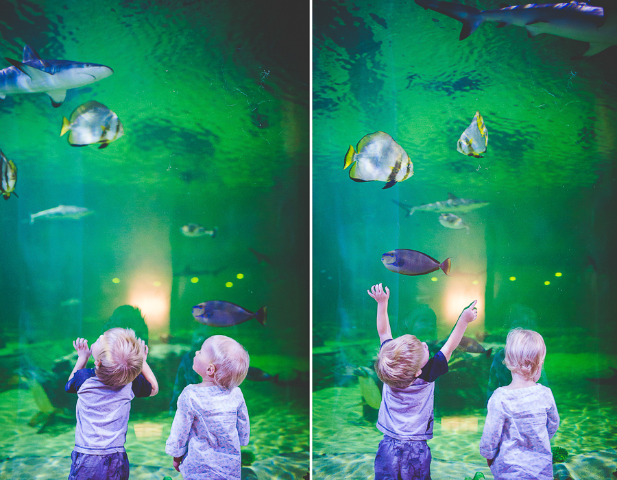 Northwest Arkansas Photographer in Bentonville, Arkansas Wedding and Senior Portrait Photographer, lissachandler.com , Loveland Aquarium