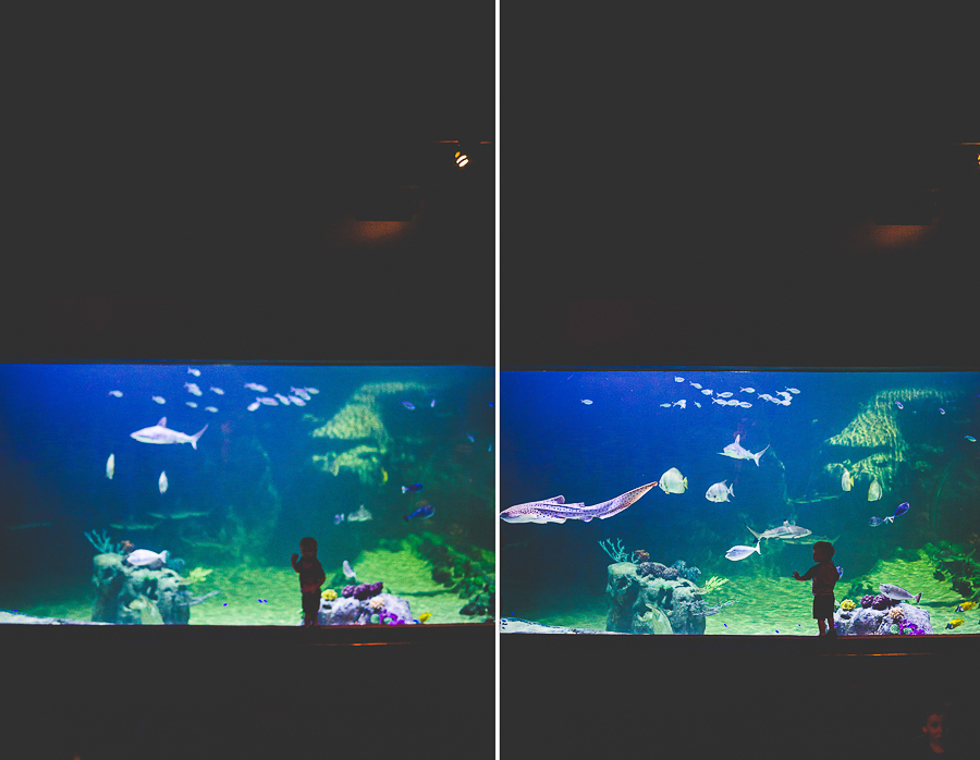 Northwest Arkansas Photographer in Bentonville, Arkansas Wedding and Senior Portrait Photographer, lissachandler.com , Loveland Aquarium