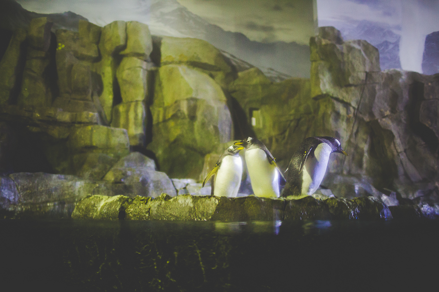 Northwest Arkansas Photographer in Bentonville, Arkansas Wedding and Senior Portrait Photographer, lissachandler.com , Loveland Aquarium