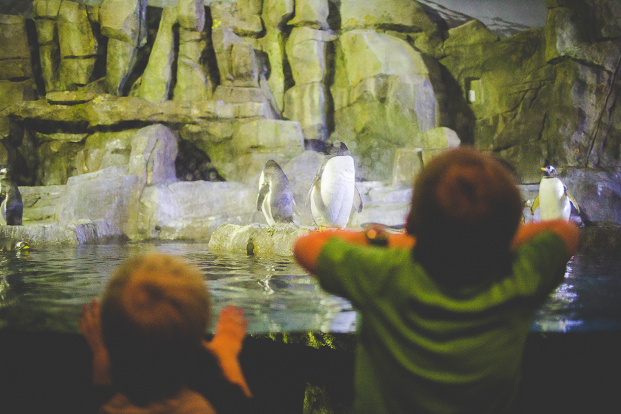 Northwest Arkansas Photographer in Bentonville, Arkansas Wedding and Senior Portrait Photographer, lissachandler.com , Loveland Aquarium