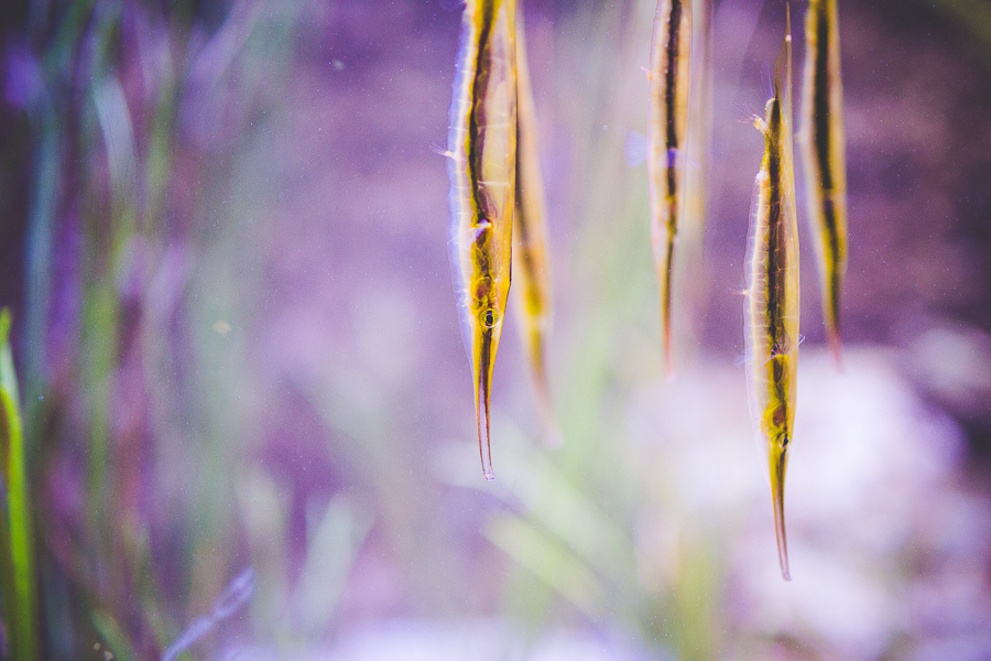 Northwest Arkansas Photographer in Bentonville, Arkansas Wedding and Senior Portrait Photographer, lissachandler.com , Loveland Aquarium