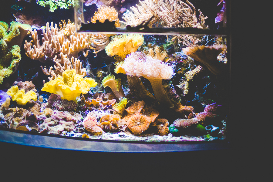 Family Trip to San Francisco | lissachandler.com -13