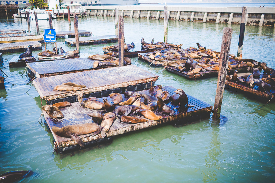 Family Trip to San Francisco | lissachandler.com -22