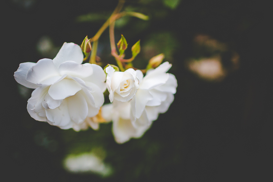 Family Trip to San Francisco | lissachandler.com -31