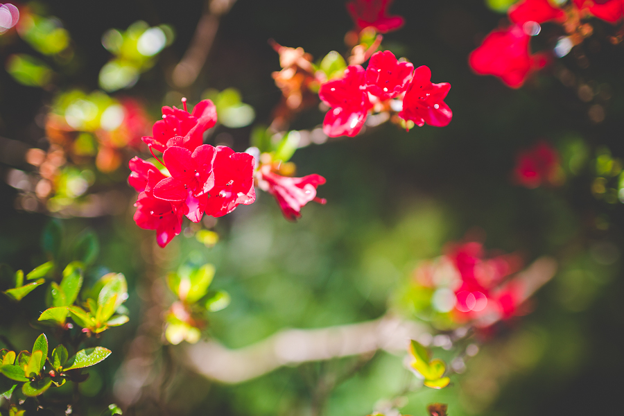 Family Trip to San Francisco | lissachandler.com -5