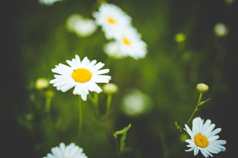 Beautiful Senior Photographs in Arkansas, lissachandler.com