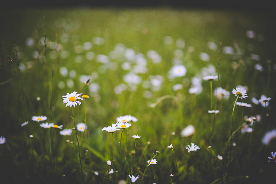 Wedding Photographers in the South, Fayetteville Engagement Photographs, lissachandler.com