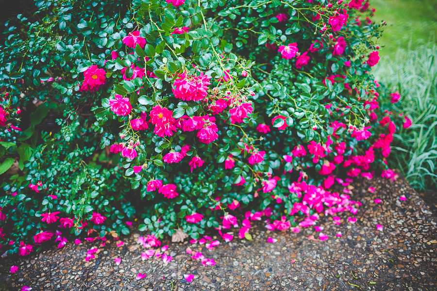 Magnolia Gardens in Springdale, Summer Wedding in Arkansas, lissachandler.com