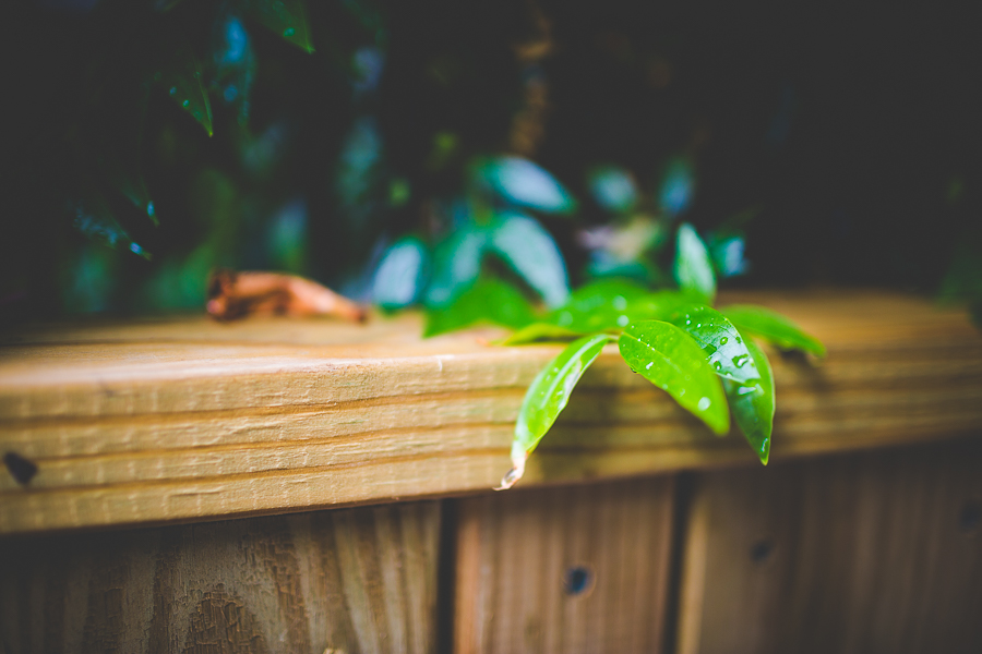 Arkansas Photographer in Fayetteville, AR Weddings, lissachandler.com