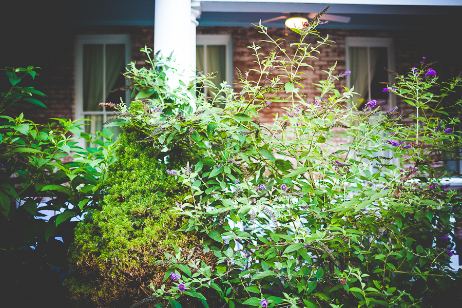 Fayetteville Wedding Photographer NWA