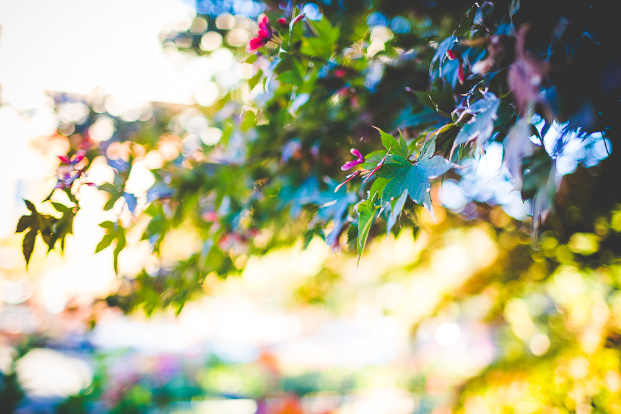 Fall Engagement Photographs in Fayetteville AR - Hattie and Rob - lissachandler.com -9 NWA Engagement and Wedding Photographer Lissa Chandler