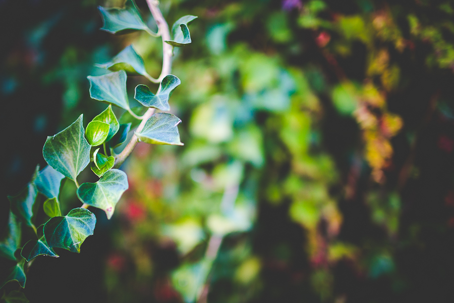 Emily - Senior Photographs in Northwest Arkansas -12 Fayetteville Senior Session by Lissa Chandler
