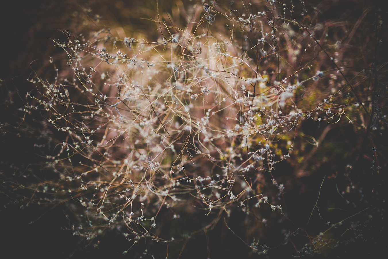 Sarah and Brad - Couples Session in NWA - AR Wedding Photographer -17 NWA Wedding Photographer in Fayetteville, lissachandler.com