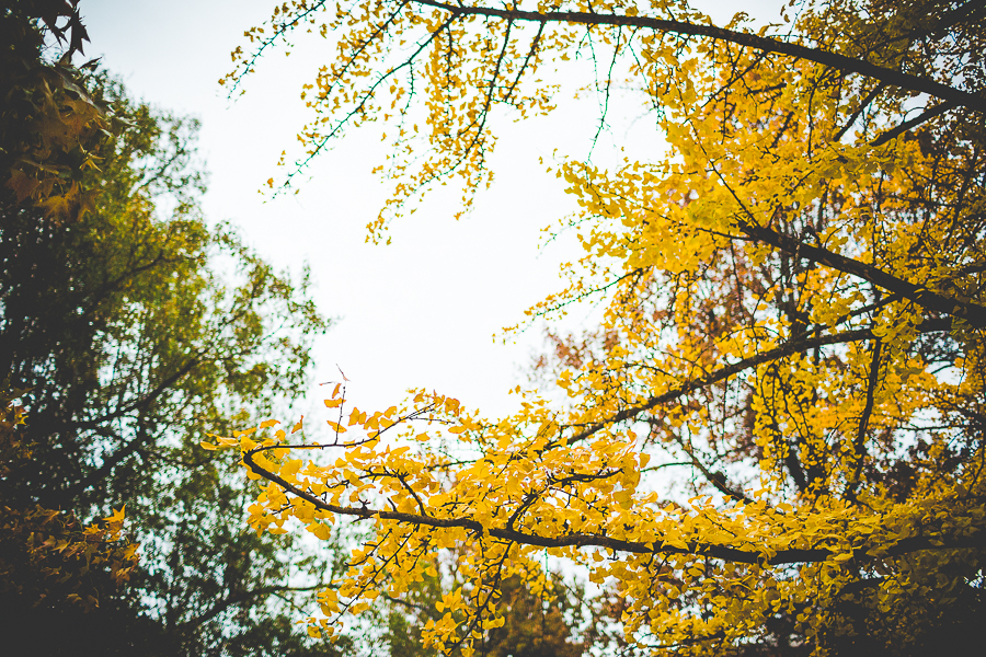 Northwest Arkansas Photographer in Fayetteville