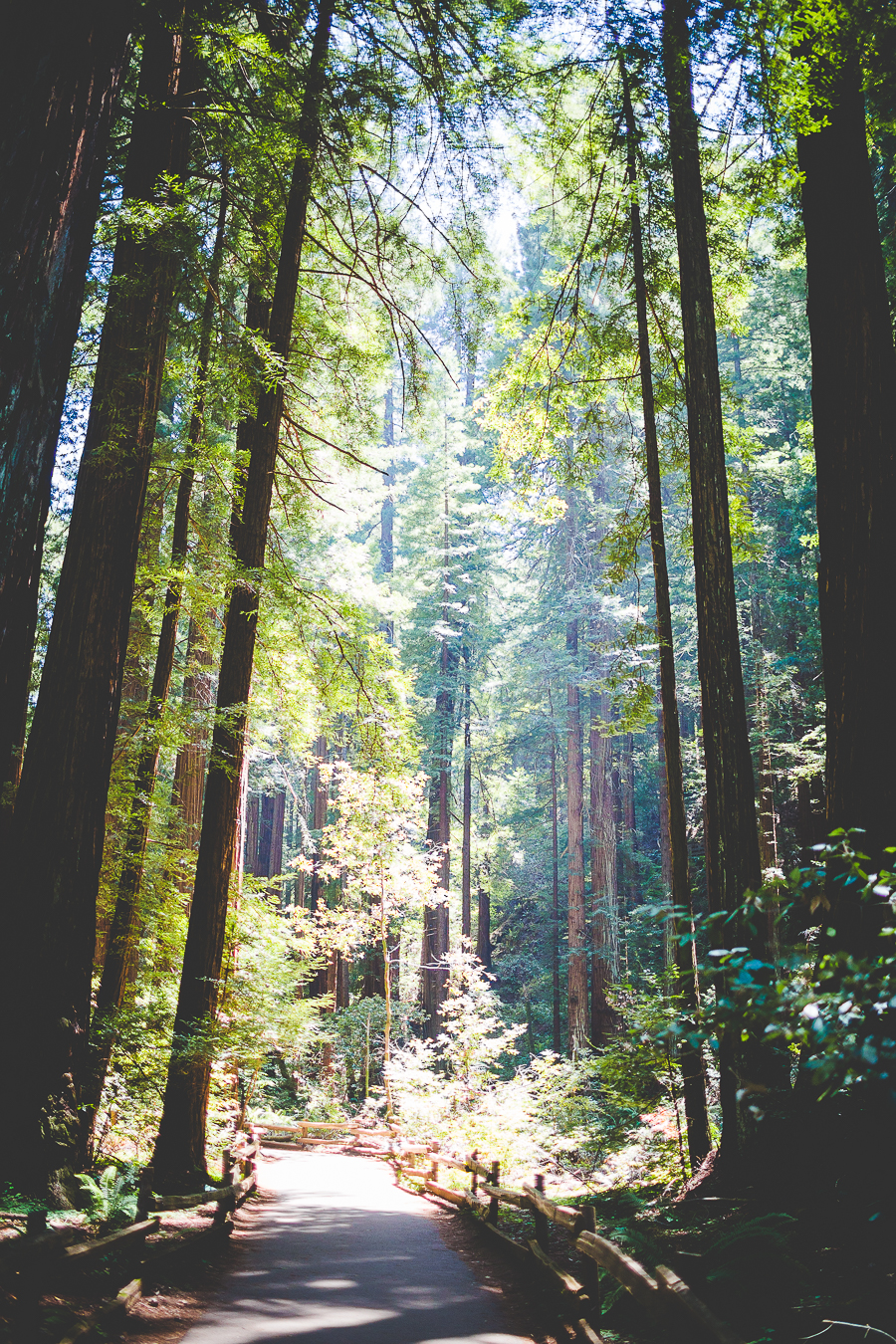 San Francisco Blog Post - lissachandler.com -2-2 The Redwoods by NWA Photographer Lissa Chandler