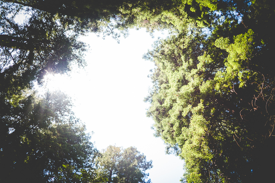 San Francisco Blog Post - lissachandler.com -8 The Redwoods by NWA Photographer Lissa Chandler