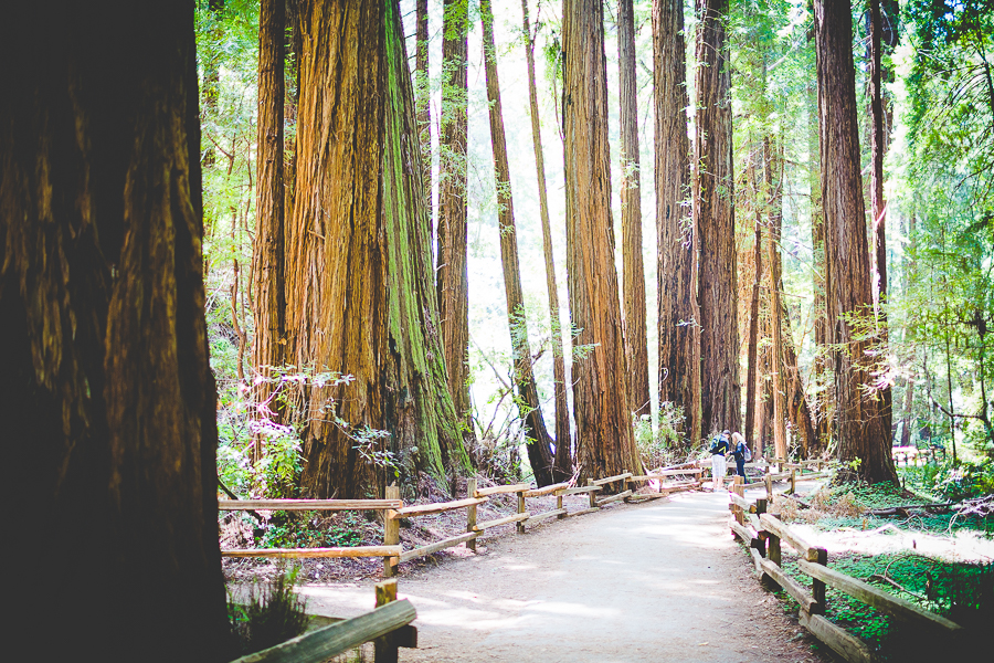 The Redwoods by NWA Photographer Lissa Chandler