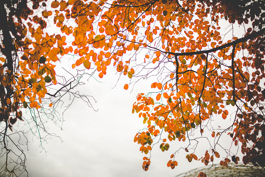 St Louis Botanical Garden Wedding - MO Wedding Photographer - lissachandler.com -17 St Louis Wedding