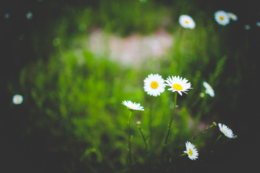 Lizzie - Northwest Arkansas Senior Photographer-10 Fayetteville AR Senior Photographer - lissachandler.com