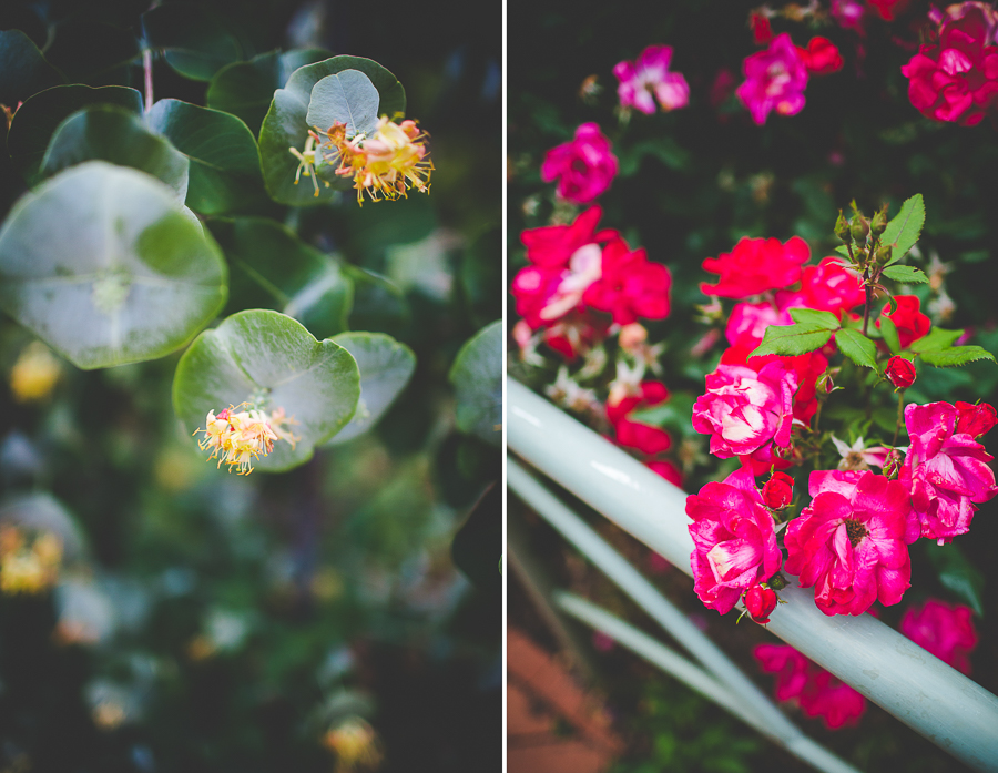 Fayetteville AR Engagement Session - lissachandler.com