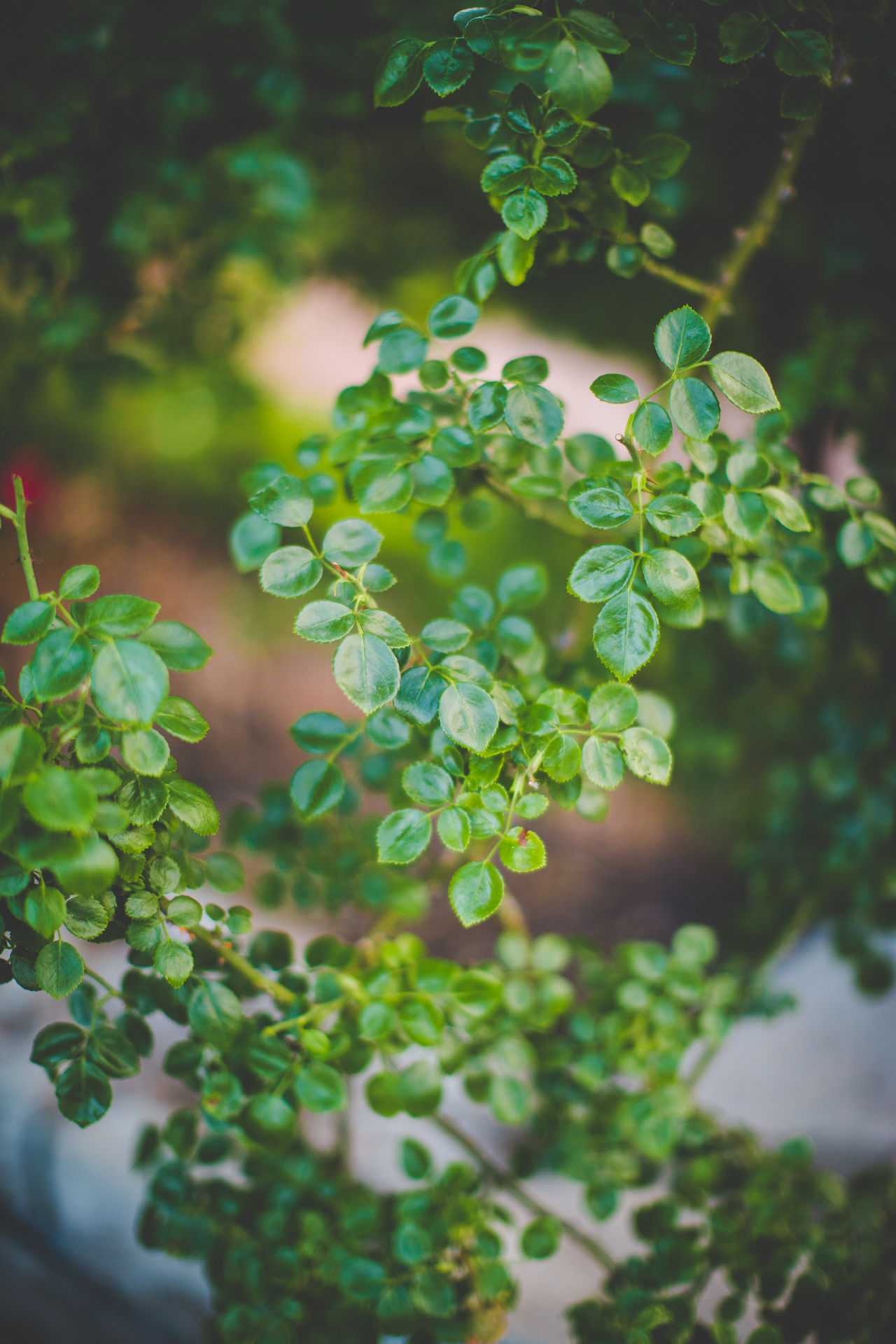 Kansas City MO Wedding Photographer, lissachandler.com