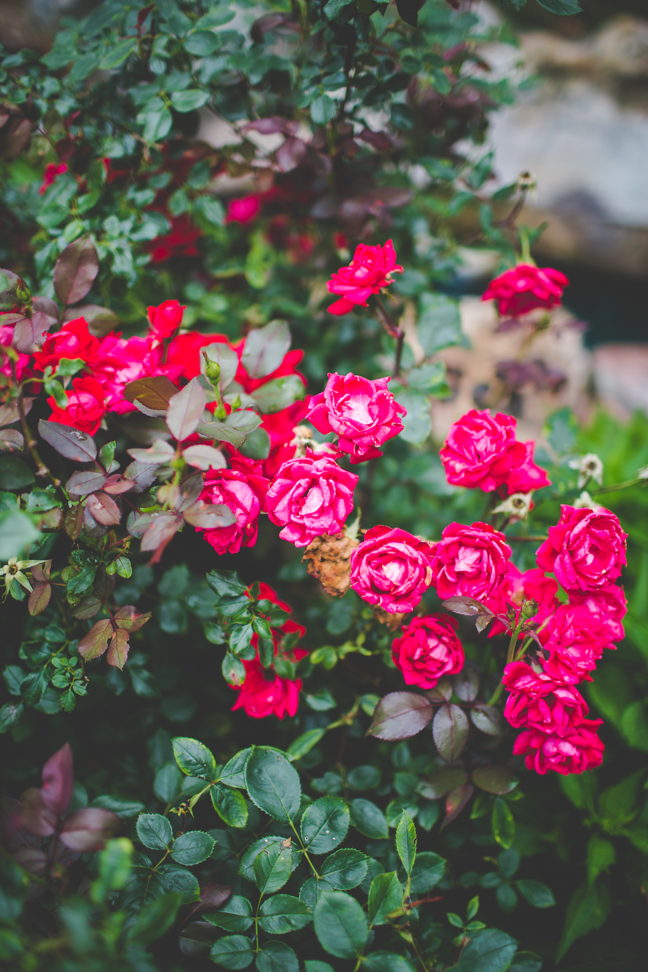 Wedding at Stan Jones Mallard Lodge - Arkansas Wedding Photographer - Julie and Zack - lissachandler.com -8 Fayetteville AR Wedding Photographer, Wedding at Stan Jones Mallard Lodge