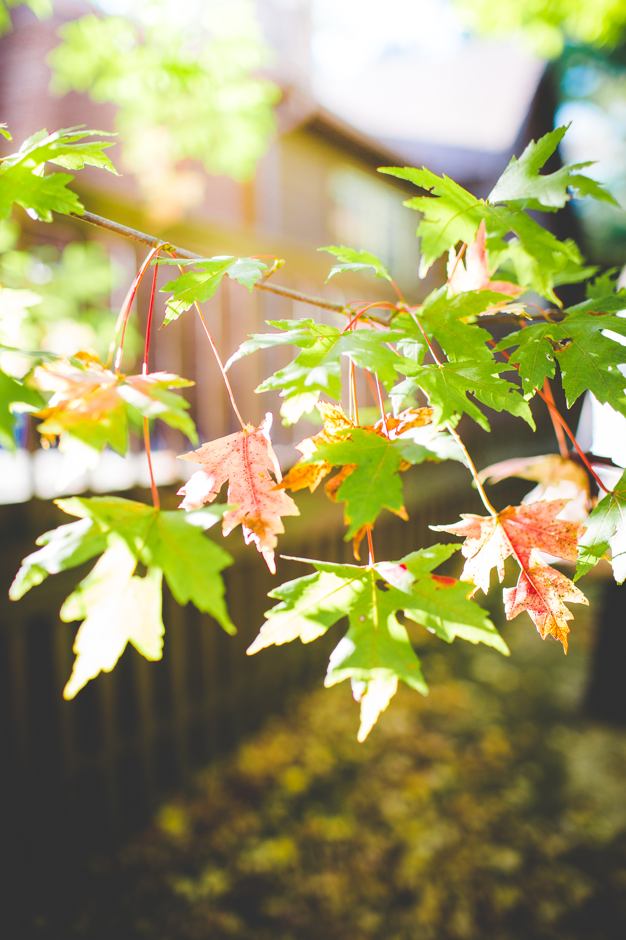 Fall Wedding at St. Anthony's on the Creek, lissachandler.com