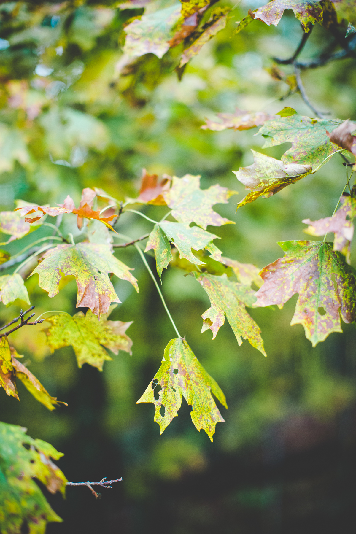 keri-and-skyler-anniversary-photographs-in-eureka-springs-wedding-photographs-by-nwa-photographer-lissa-chandler-2