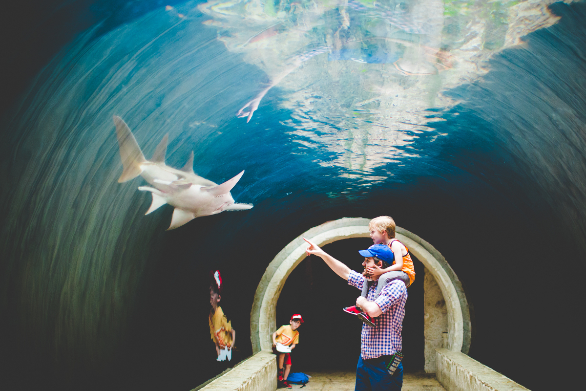 Twenty Hours In Dallas Dallas Aquarium Arboretum Too But Mostly Aquarium Lissa Chandler Photography